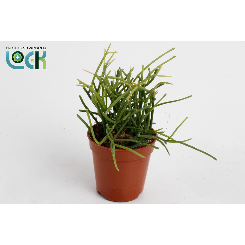 Rhipsalis Baccifera Oasis.