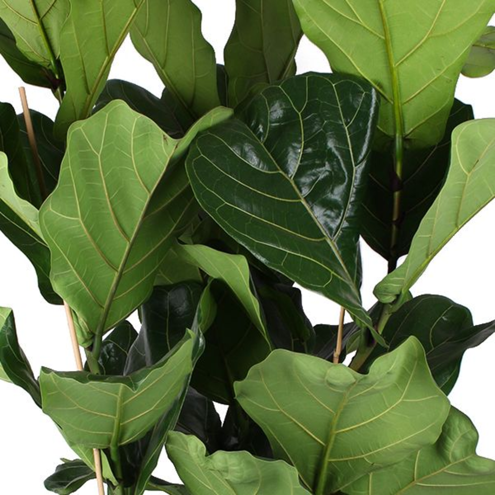 Ficus Lyrata, 3pp, p35.