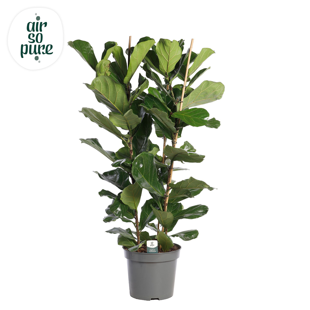 Ficus Lyrata, 3pp, p35 (Air so Pure).