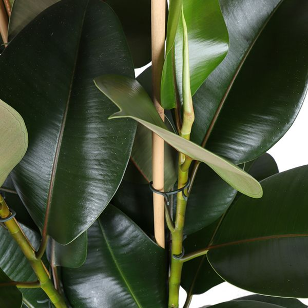 Ficus Elastica Robusta p27 (3pp).
