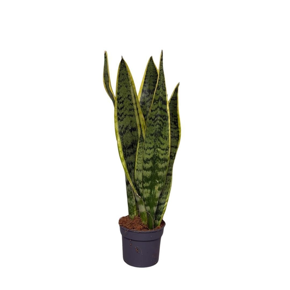 Sansevieria Laurentii.