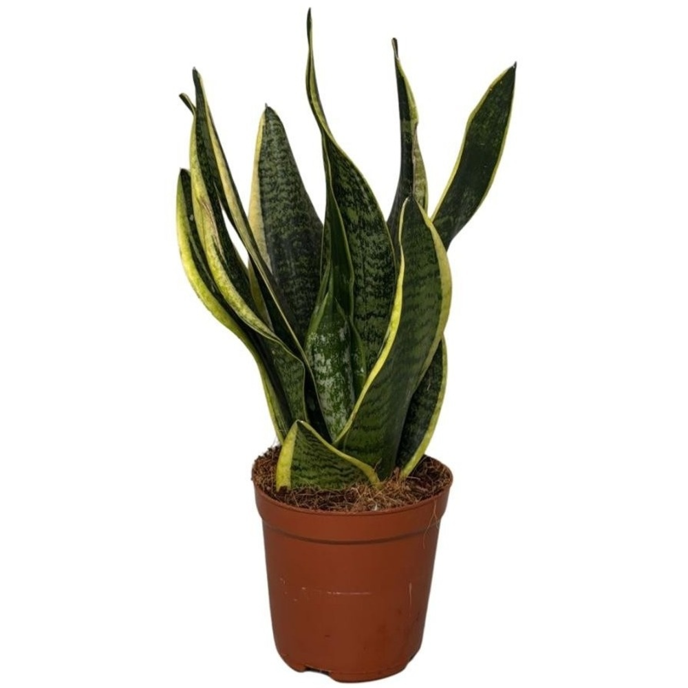 Sansevieria Superba 2pp 30-35cm.