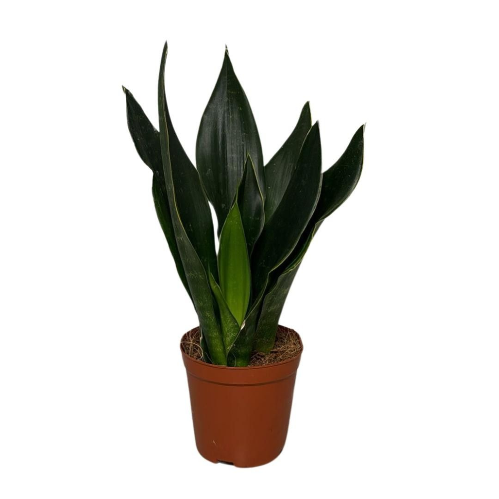 Sansevieria Black Diamond.
