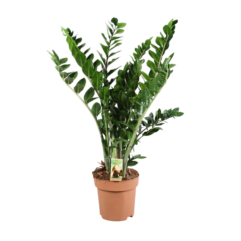 Zamioculcas 10+ veren.