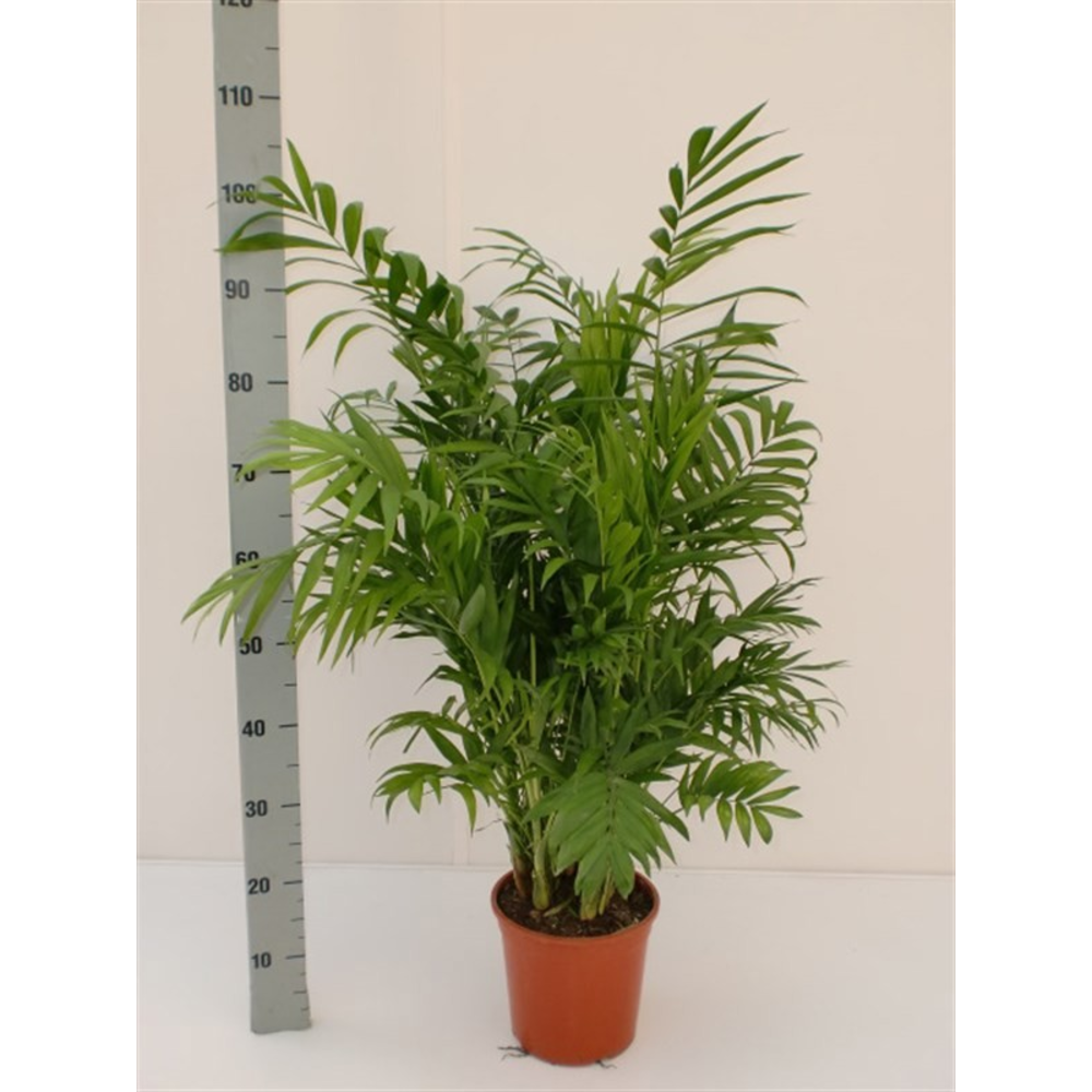 Chamaedorea elegans.