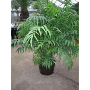 chamaedorea hydro.