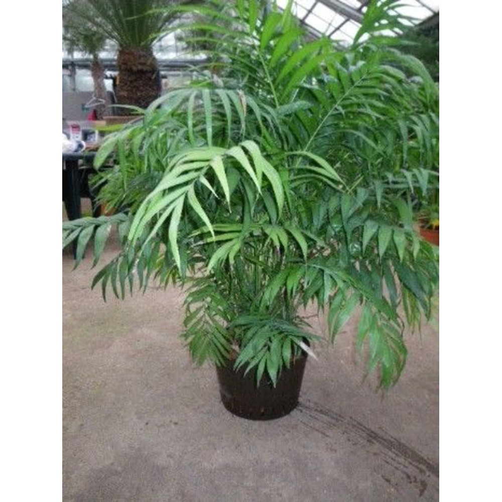 chamaedorea hydro.