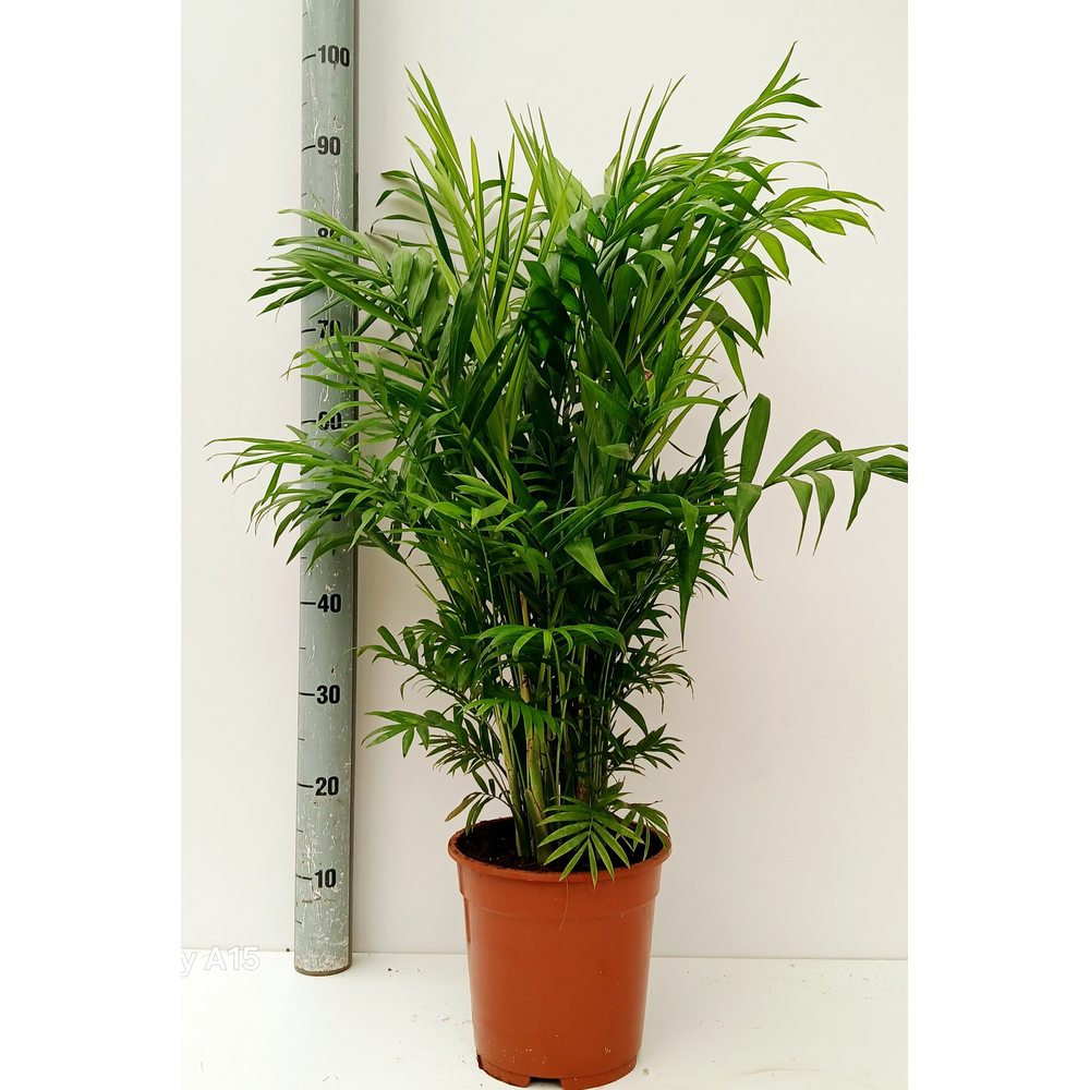 Chamaedorea elegans.