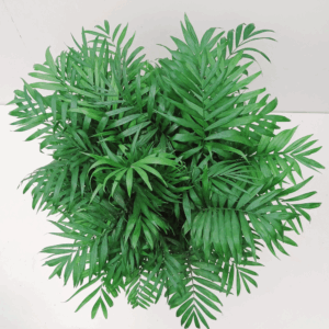 CHAMAEDOREA HYDRO.