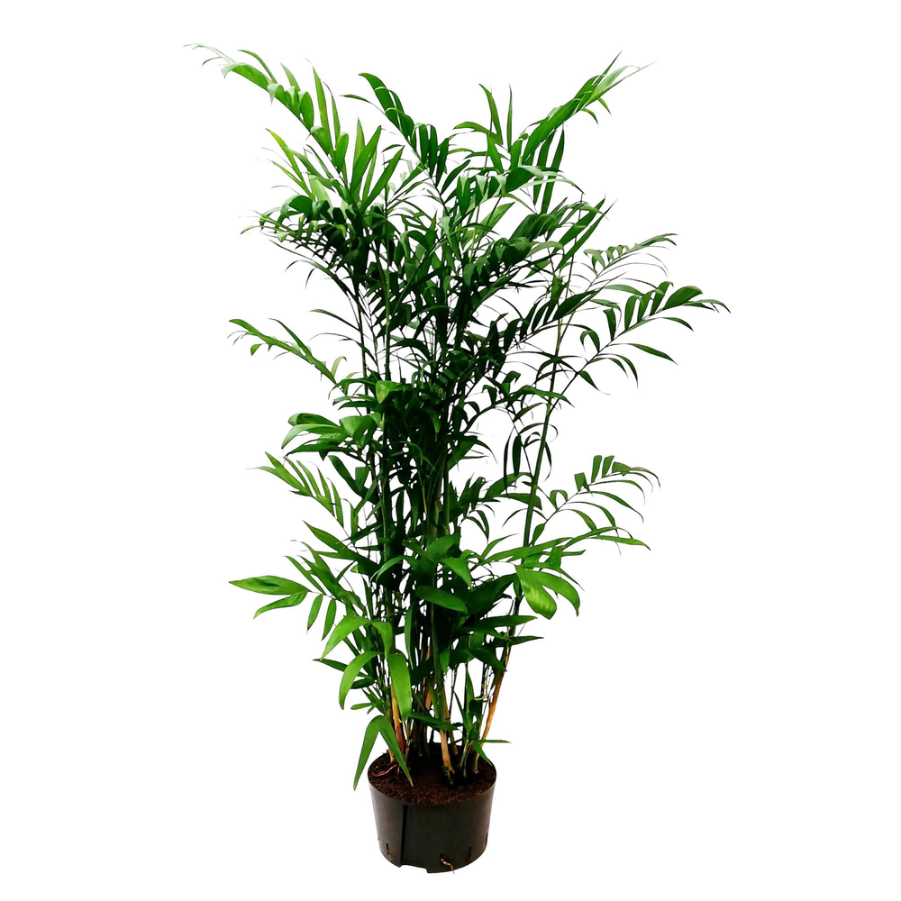 CHAMAEDORIA SEIFRITZII.