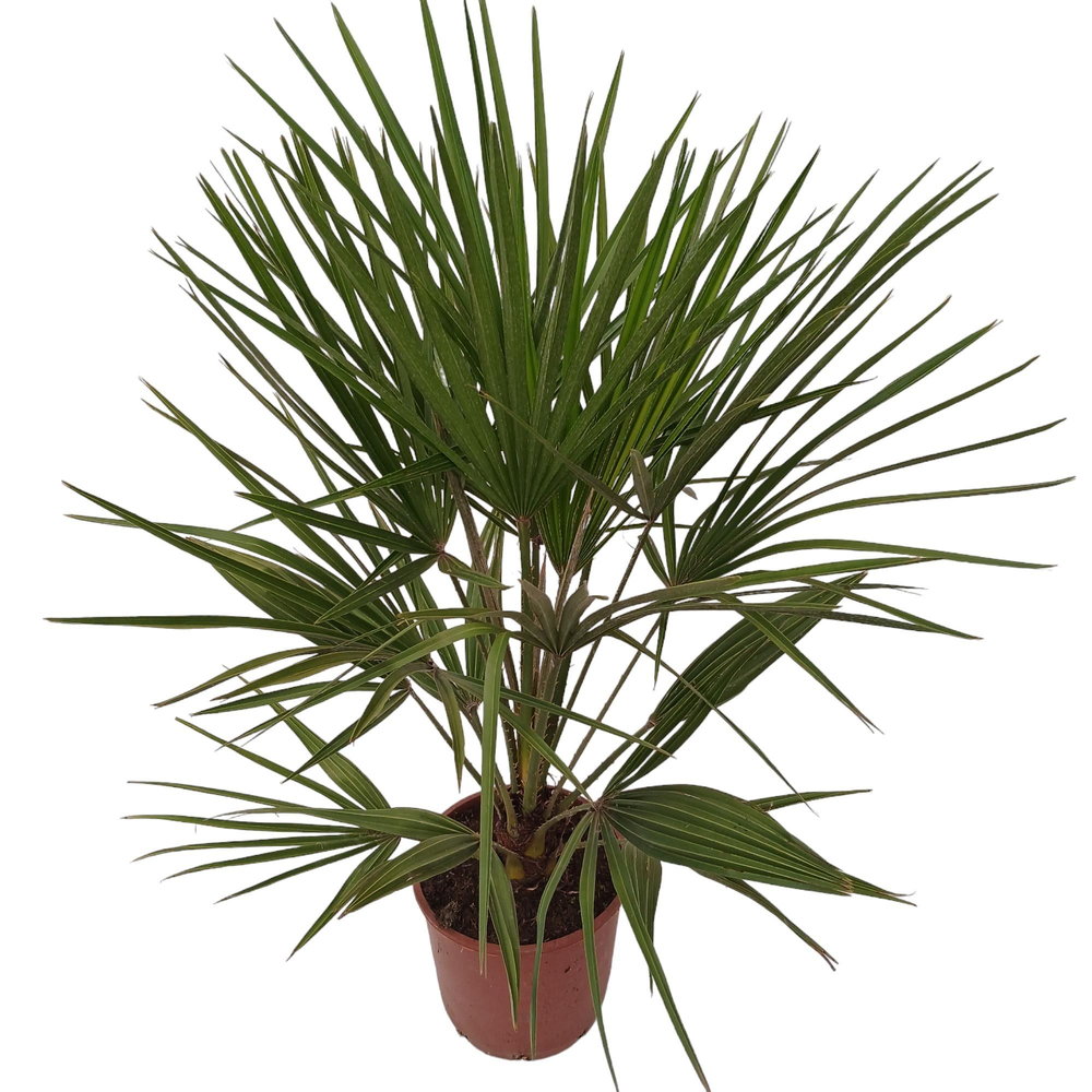 chamaerops humilis.