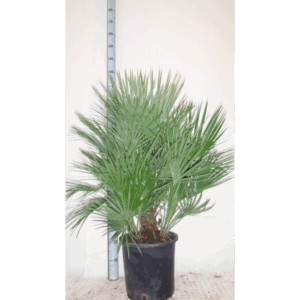 CHAMAEROPS HUM HYDRO.