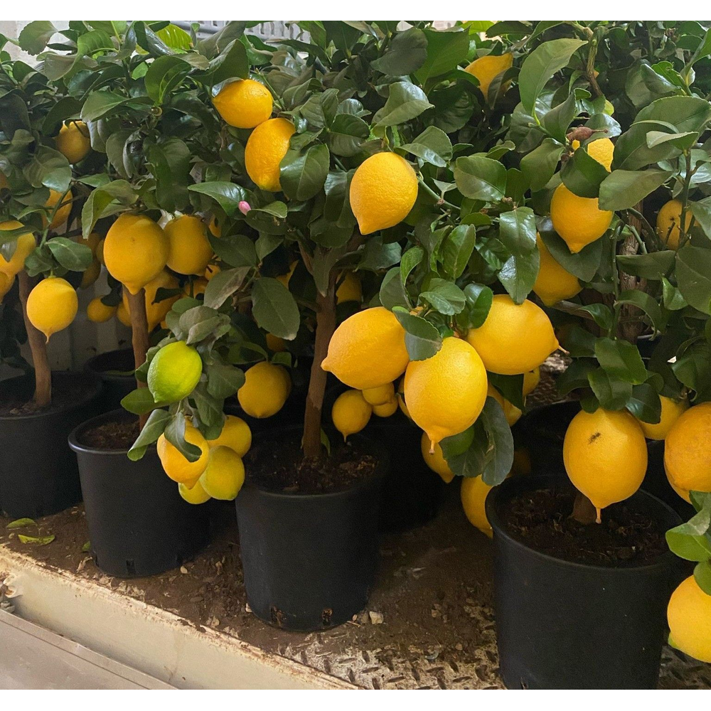 citrus.