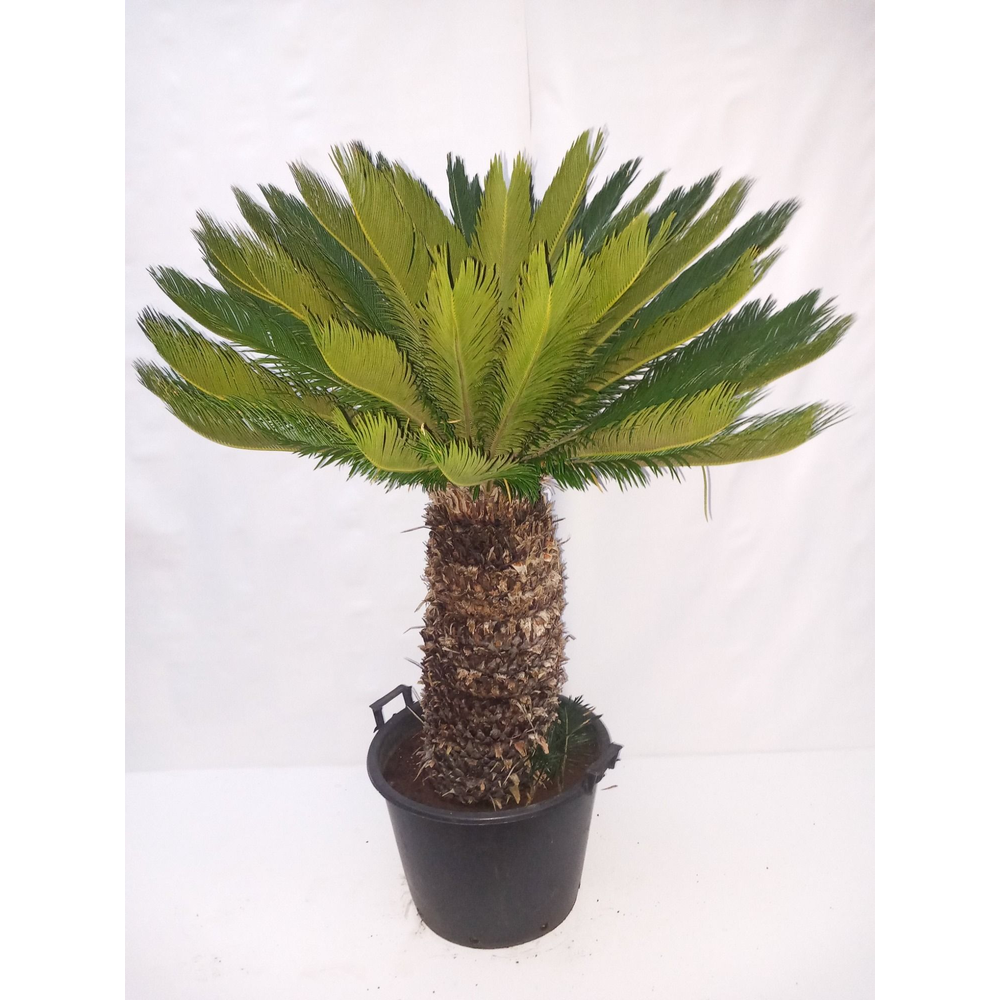 Cycas.