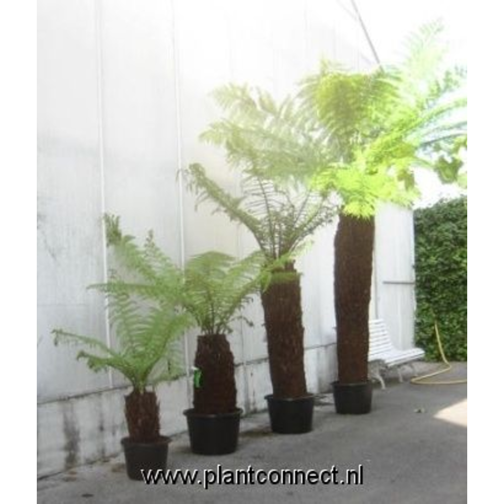 Dicksonia antarctica.