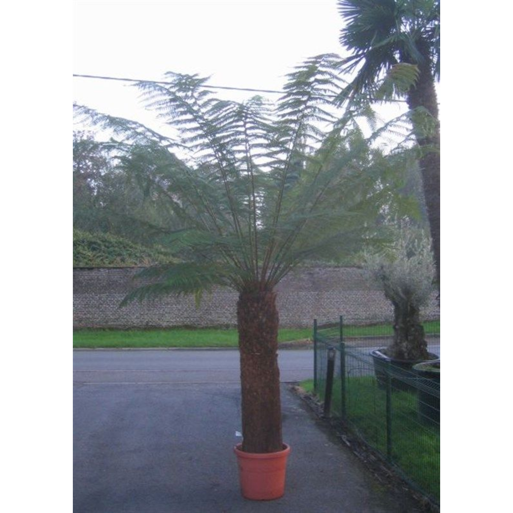 dicksonia antarctica.