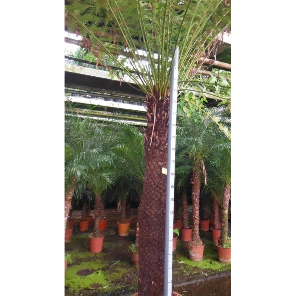 Dicksonia antarctica.