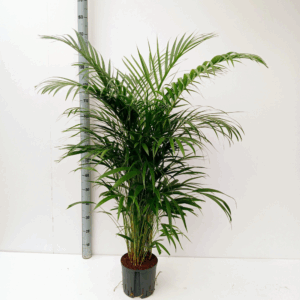 dypsis hydro.
