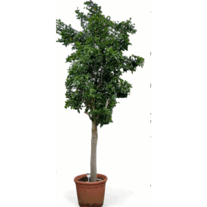 FICUS HYDRO.