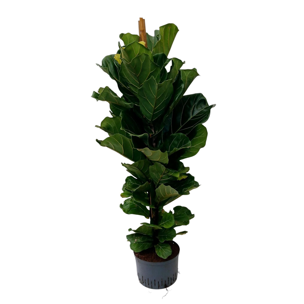 ficus lyratahy.