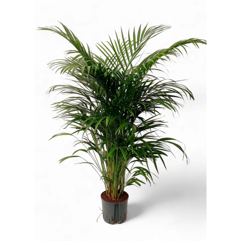 Dypsis lutescens.