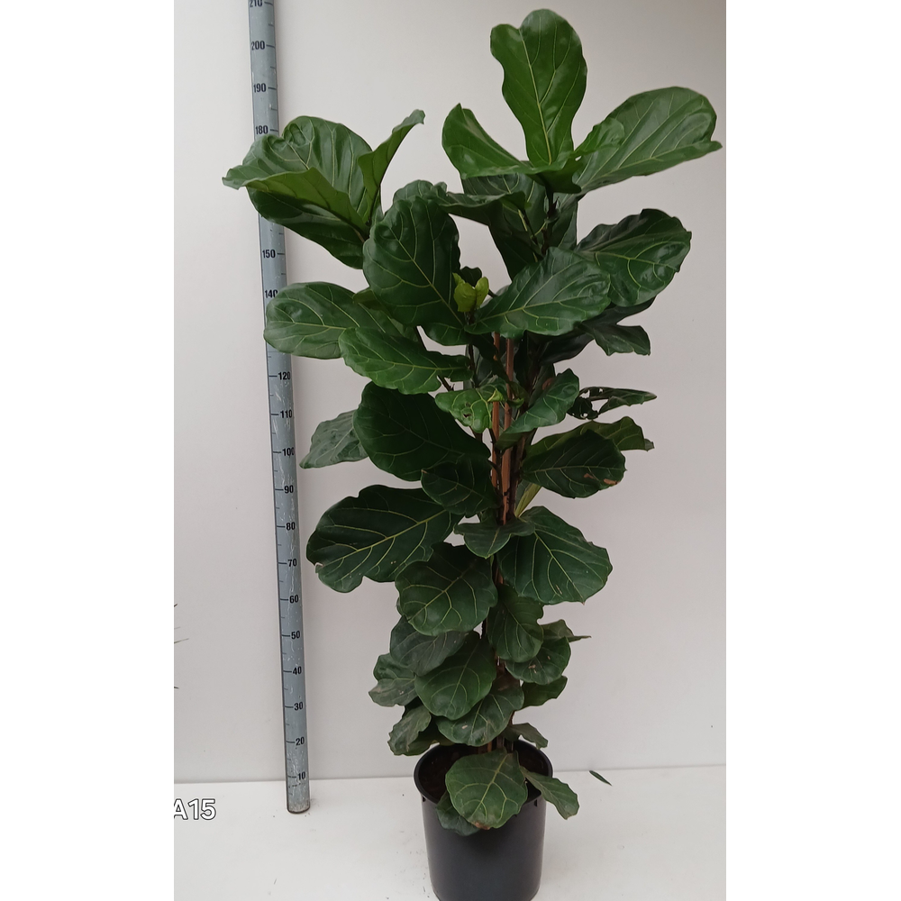 ficus lyrata.