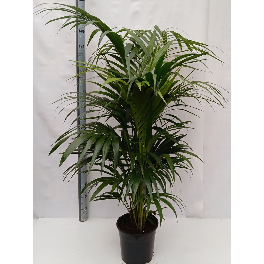 Howea forsteriana.