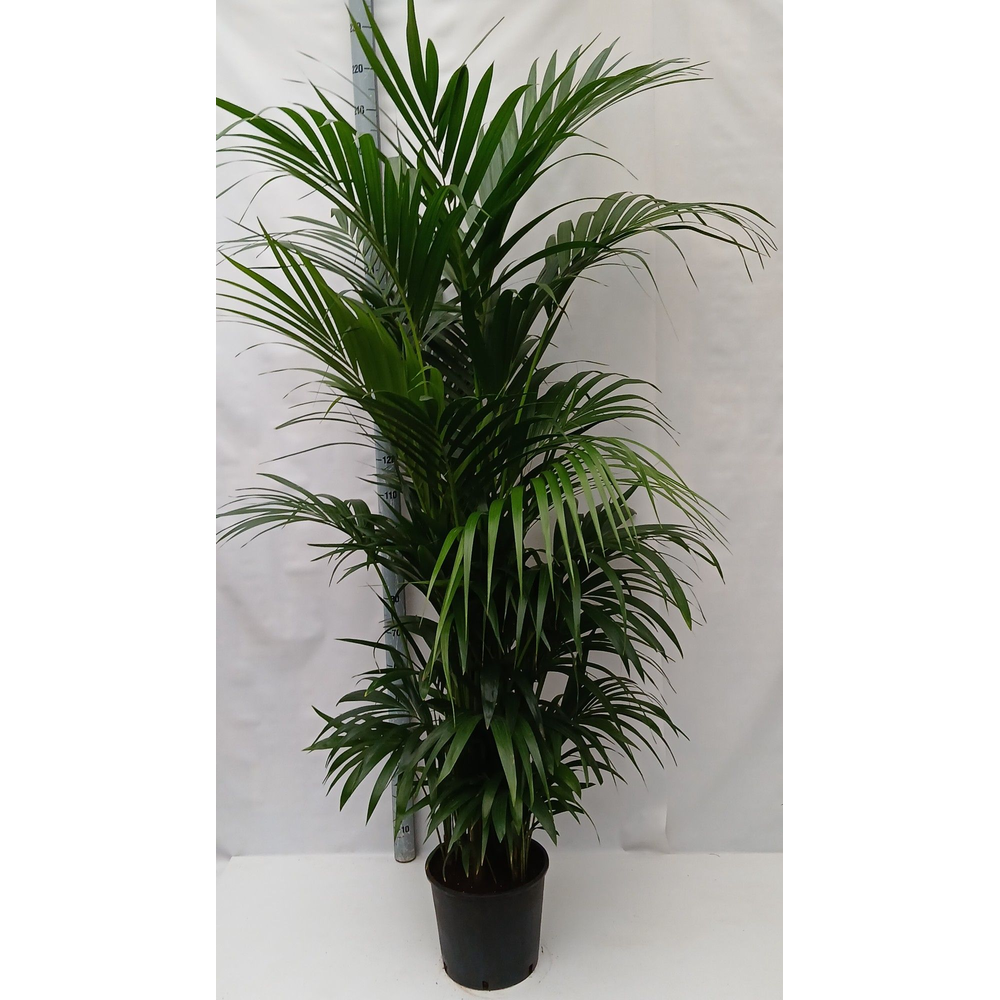Howea forsteriana.
