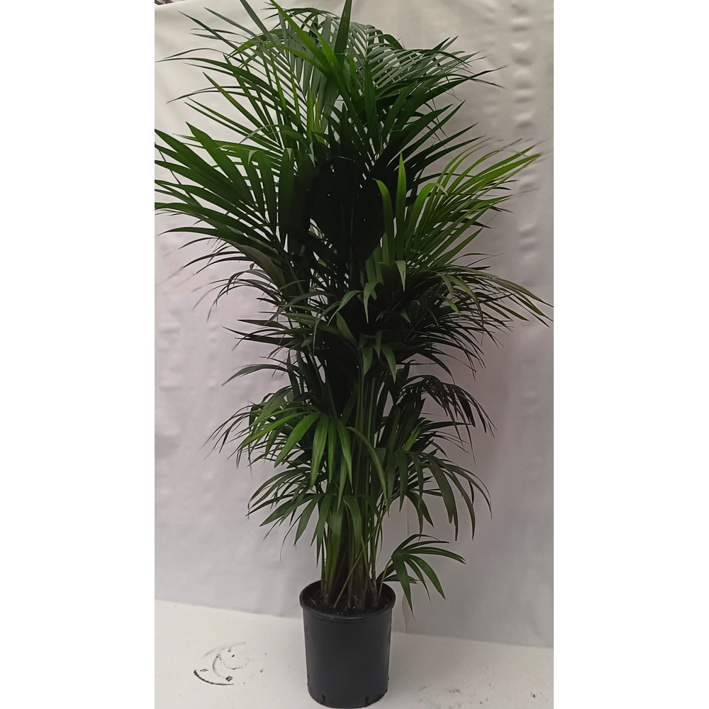 howea forsteriana.