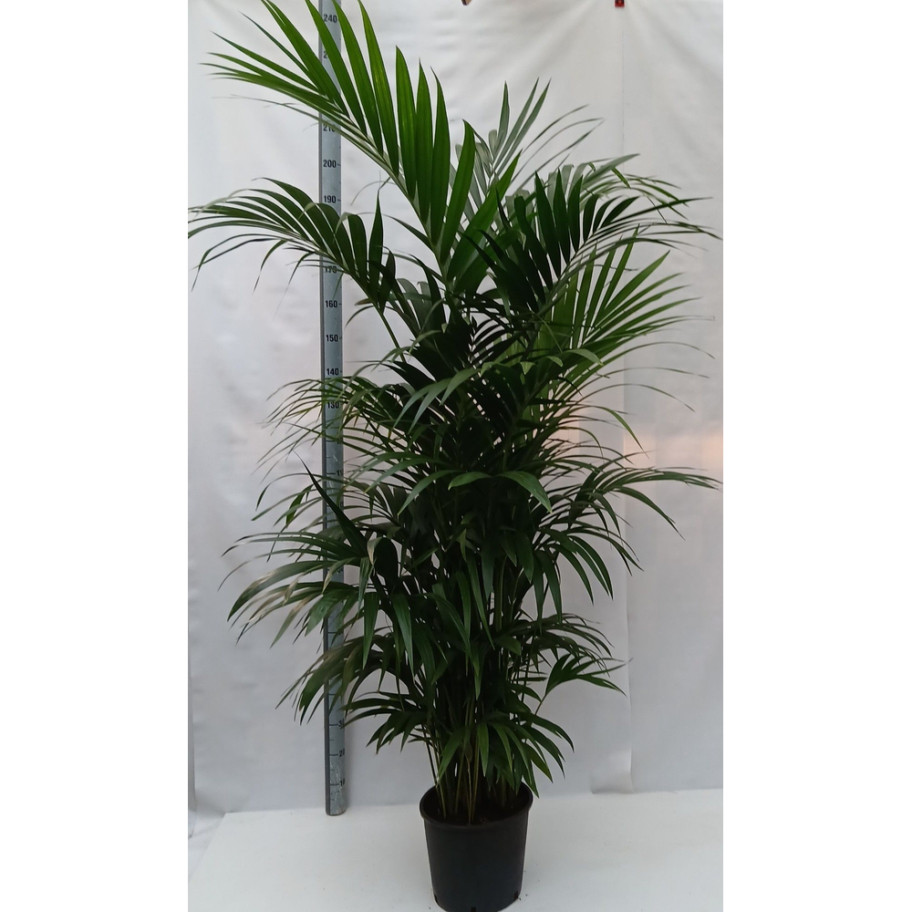 Howea forsteriana.