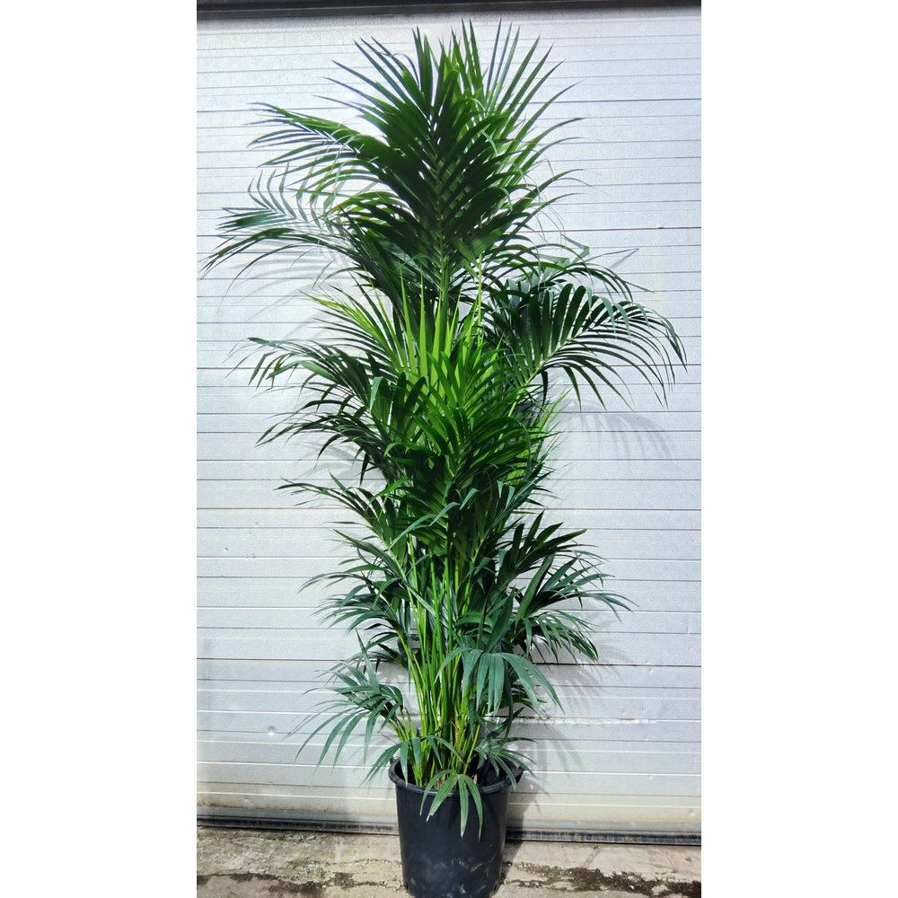 Howea forsteriana.