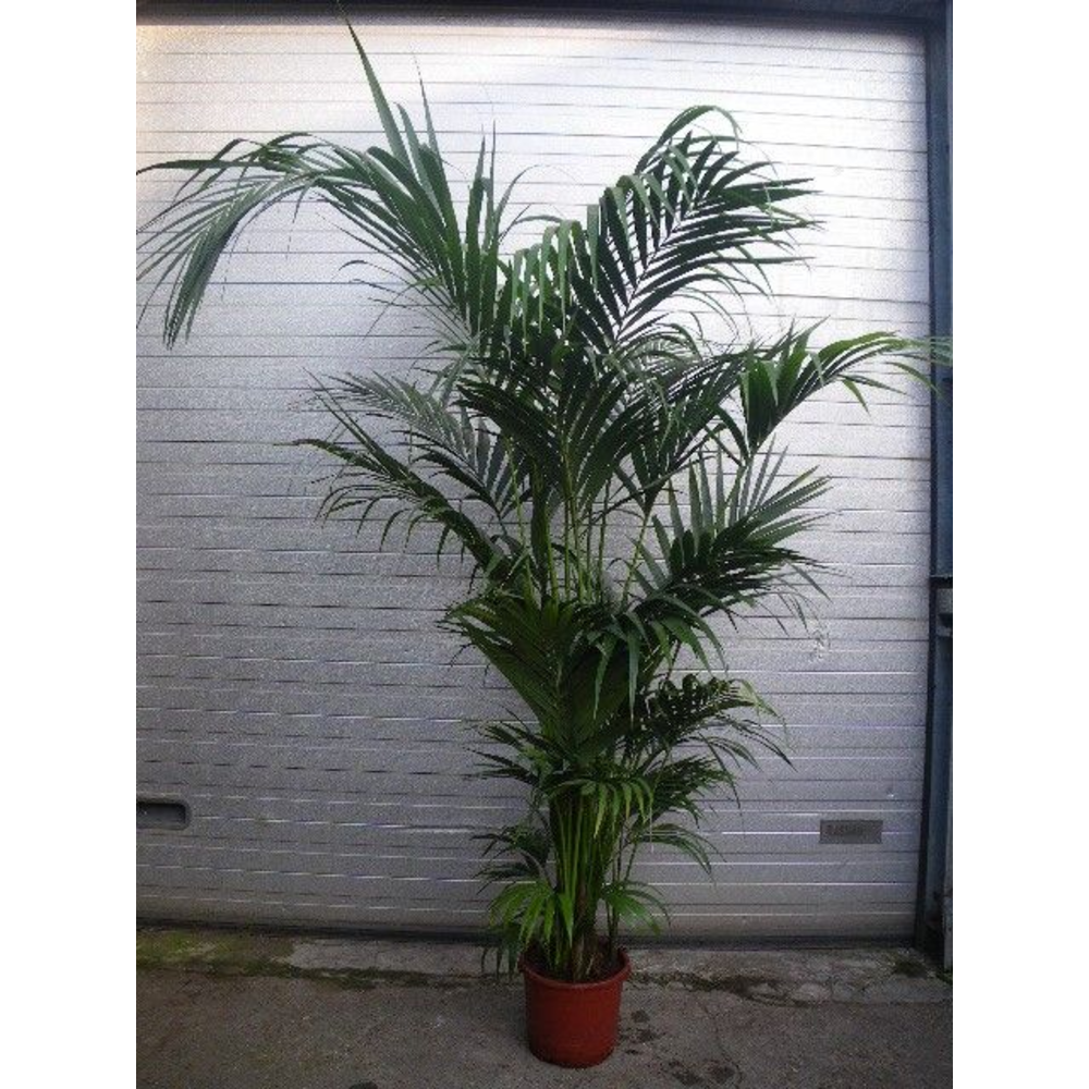 Howea forsteriana.