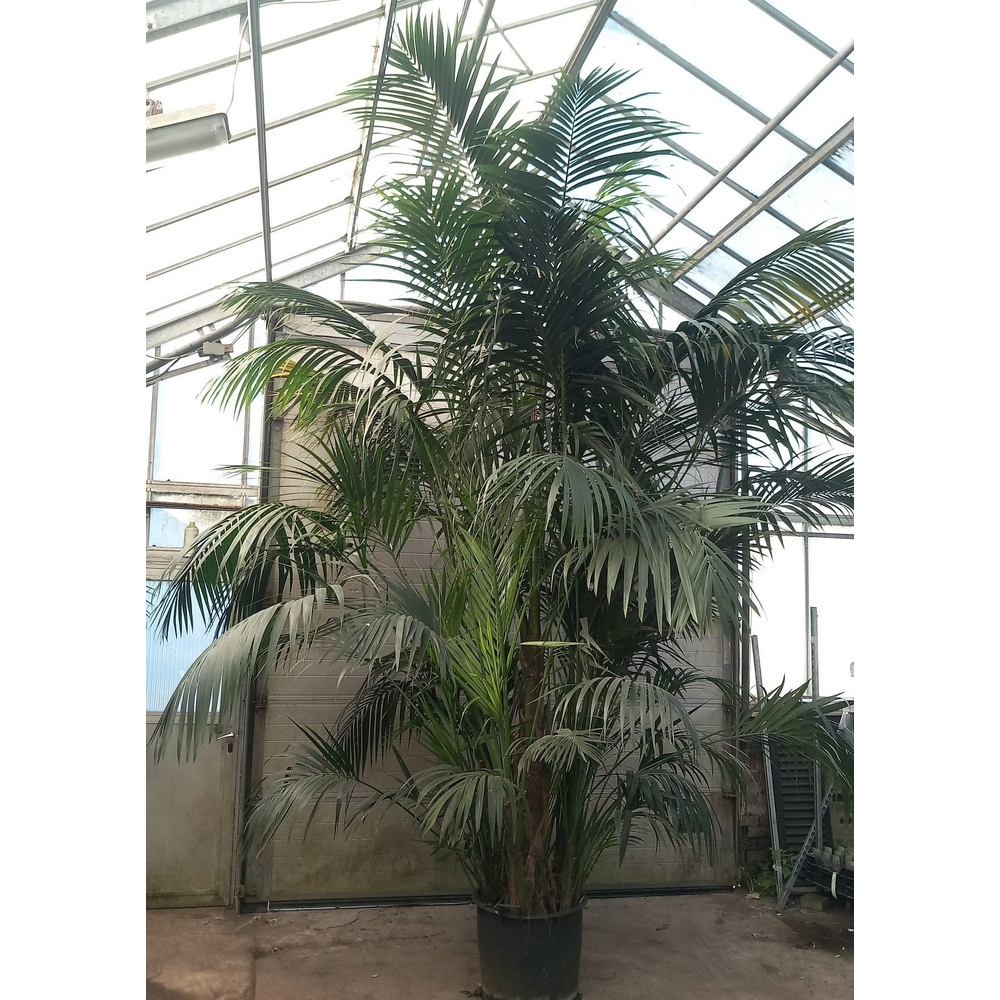 Howea forsteriana.