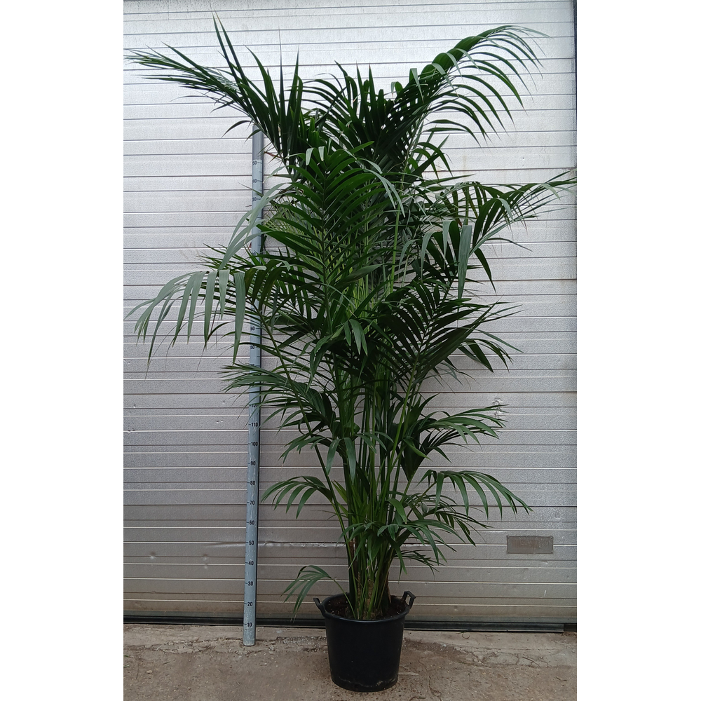 Howea forsteriana.