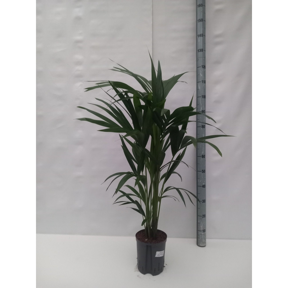 Howea hydro.