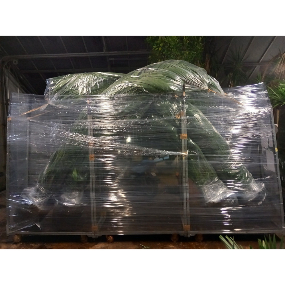 Howea forsteriana.
