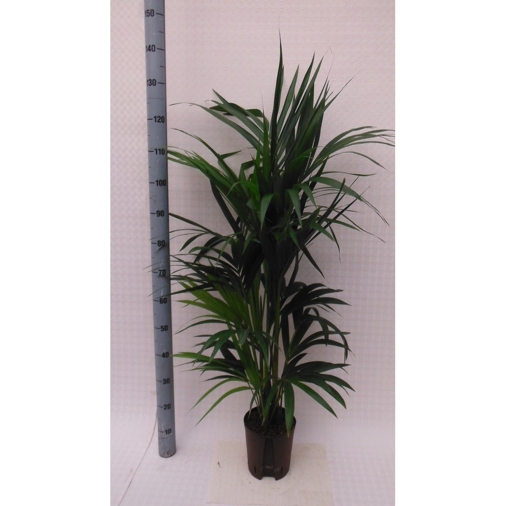 Howea hydro.