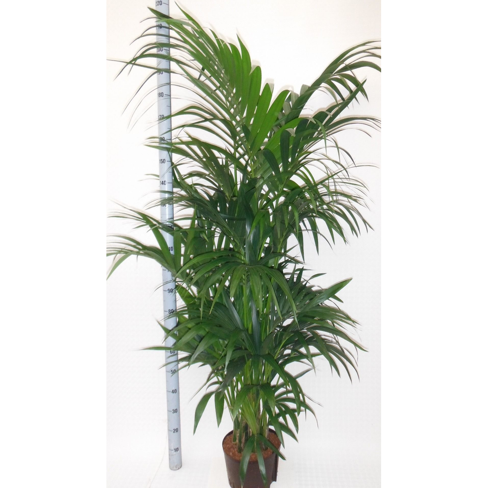 Howea hydro.