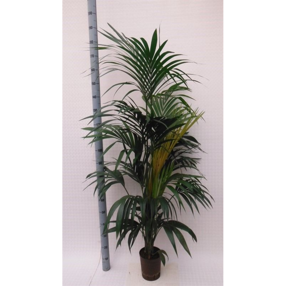 Howea hydro.