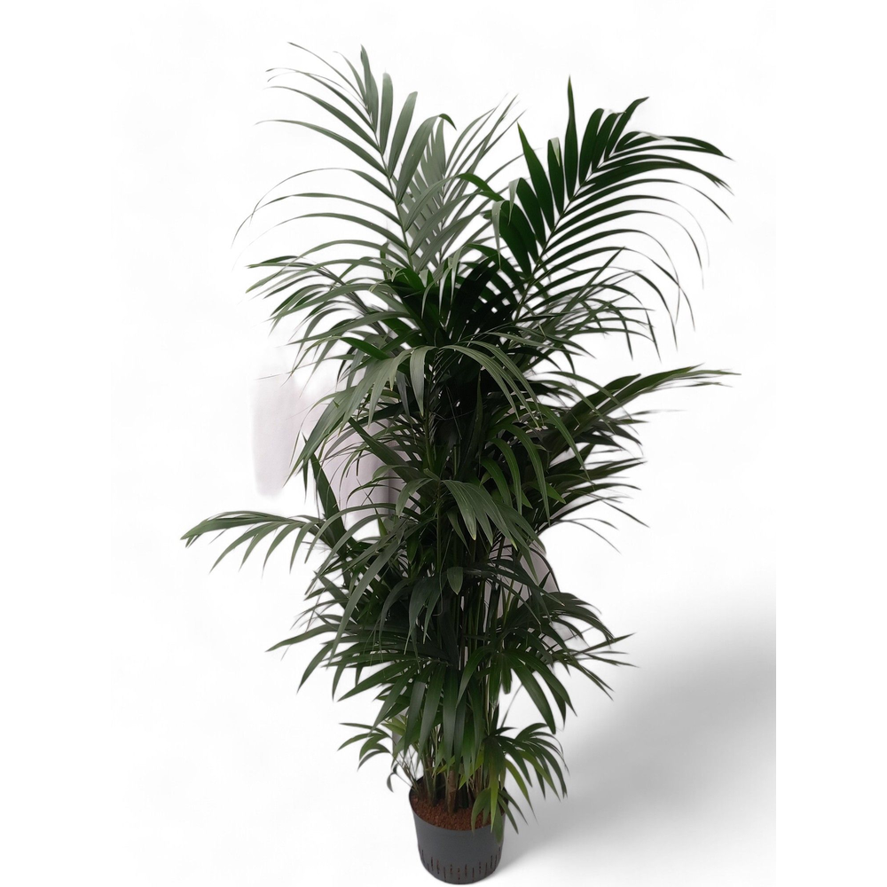 Howea hydro.