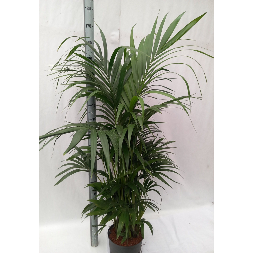 Howea hydro.