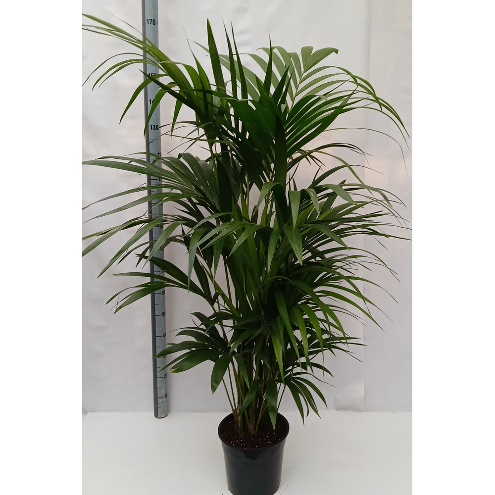 Howea forsteriana.