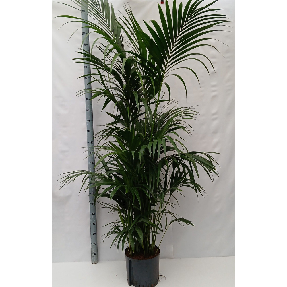 Howea hydro.