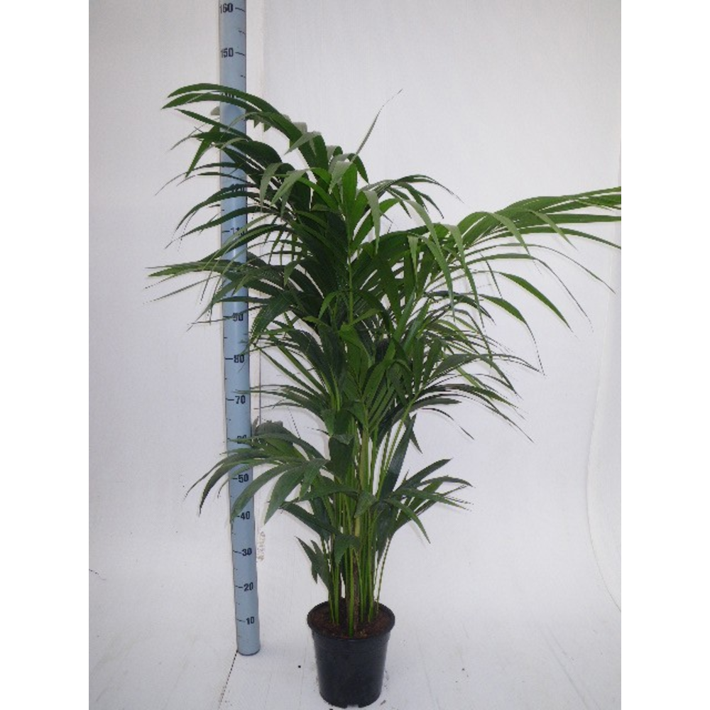 Howea forsteriana.