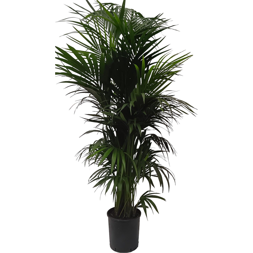 Howea forsteriana.