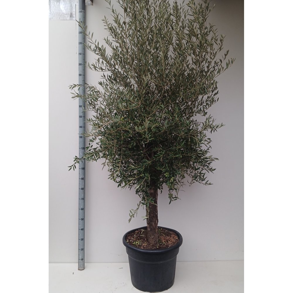olea europaea.