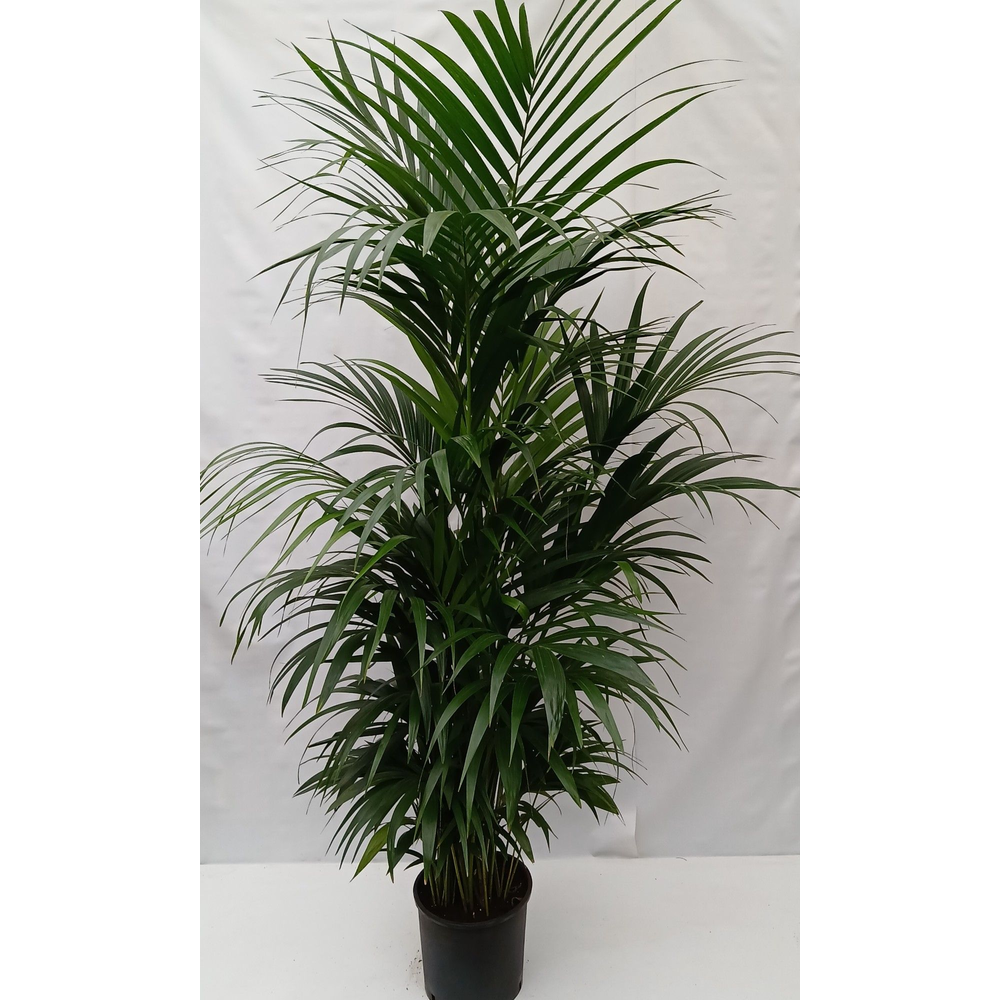 Howea forsteriana.