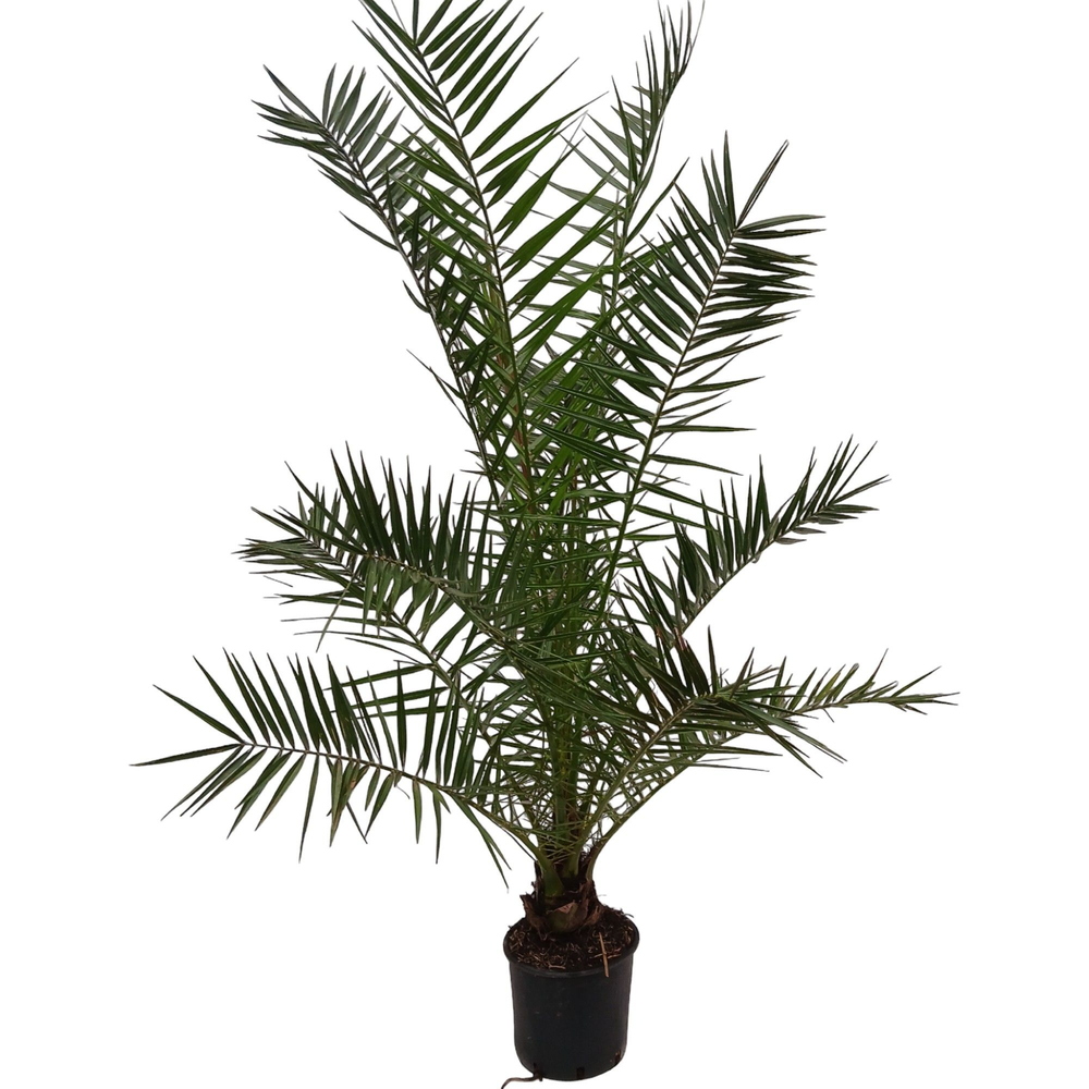 phoenix canariensis.