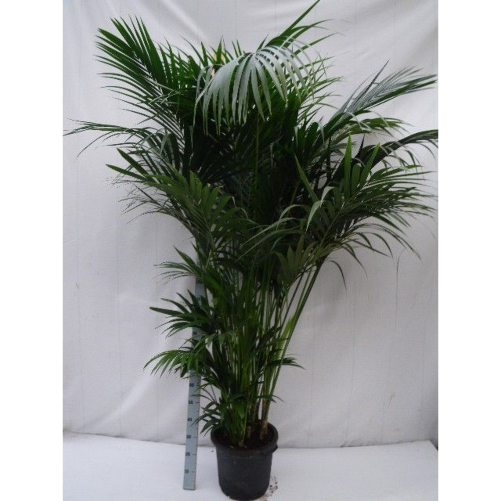 howea forsteriana.