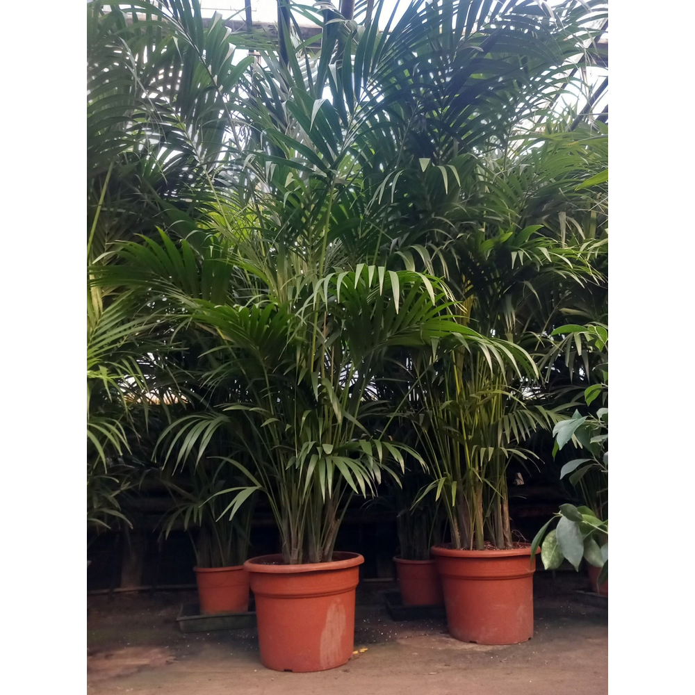 Howea forsteriana.